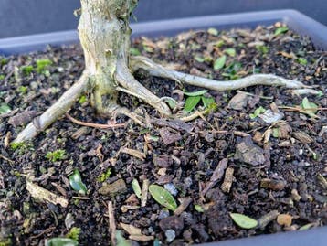 Kamperfoelie - Hoogte (boom): 27 cm - Diepte (boom): 28 cm -