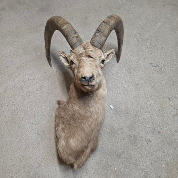 Bouquetin Support dépaule pour taxidermie - Capra ibex - 90, Antiek en Kunst