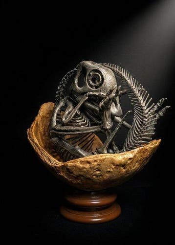 Maiasaura Taxidermie volledige montage - Rare Maiasaura