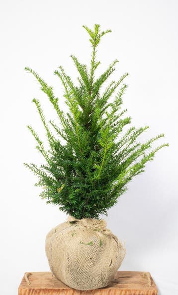 Taxus - Taxus Baccata - Haagplanten 20 t/m 200cm, Tuin en Terras, Ophalen of Verzenden