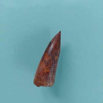 Dinosaurus - Fossiele tand - Spinosaurus aegyptiacus - 45 mm