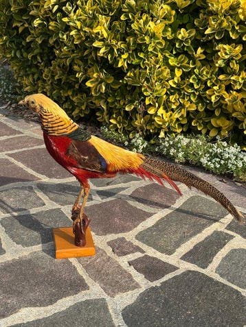 Fazant Taxidermie volledige montage - Chrysolophus pictus -
