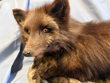 Zilvervos Taxidermie volledige montage - Vulpes vulpes (with, Verzamelen, Nieuw