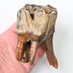 Rhinocéros laineux - Dent fossile - Coelodonta antiquitatis, Collections