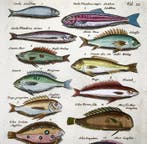 Matthäus Merian (b.1593) Hand coloured folio: