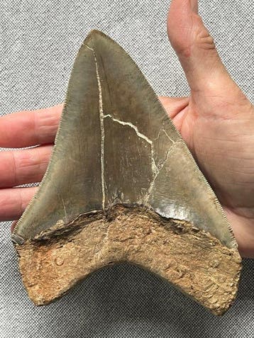 Groot Megalodon-tand 15,2 cm (6,0 inch) - Fossiele tand -