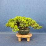 Jeneverbes bonsai (Juniperus) - Hoogte (boom): 11 cm -