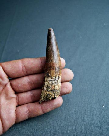 Spinosaurus - Fossiele tand - Spinosaurus aegyptiacus - 9 cm