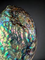 Pua ormeau Coquillage marin - Haliotis iris (Sans prix de, Nieuw