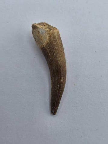 Plesiosaurus - Fossiele tand - Fossil Tooth of Plesiosaur -, Collections