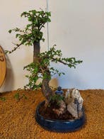 Japanese iep bonsai (Zelkova) - Hoogte (boom): 36 cm -