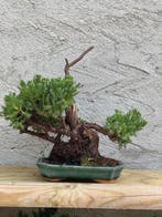 Jeneverbes bonsai (Juniperus) - Hoogte (boom): 20 cm -