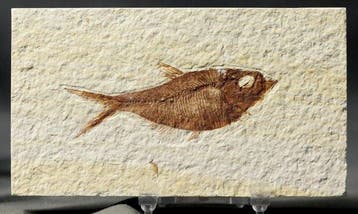Uitstekende fossiele vis - - Gefossiliseerd dier -
