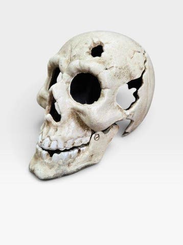 Anatomisch model - Gietijzer - 2000-2010 - schedel, Antiek en Kunst