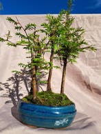 Metasequoia dans une coupe pour bonsaï. - Hauteur (arbre) :