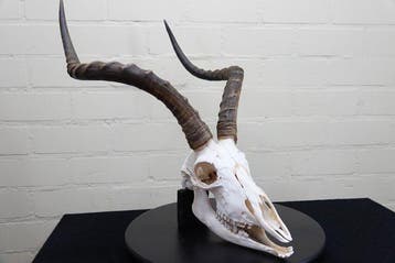 Impala d’Afrique de grande taille Crâne - Aepyceros melampus