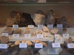 Ancienne collection de fossiles de plus de 25 pièces. -