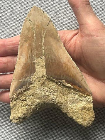 Grote Megalodon-tand 13,5 cm - Fossiele tand - Carcharocles