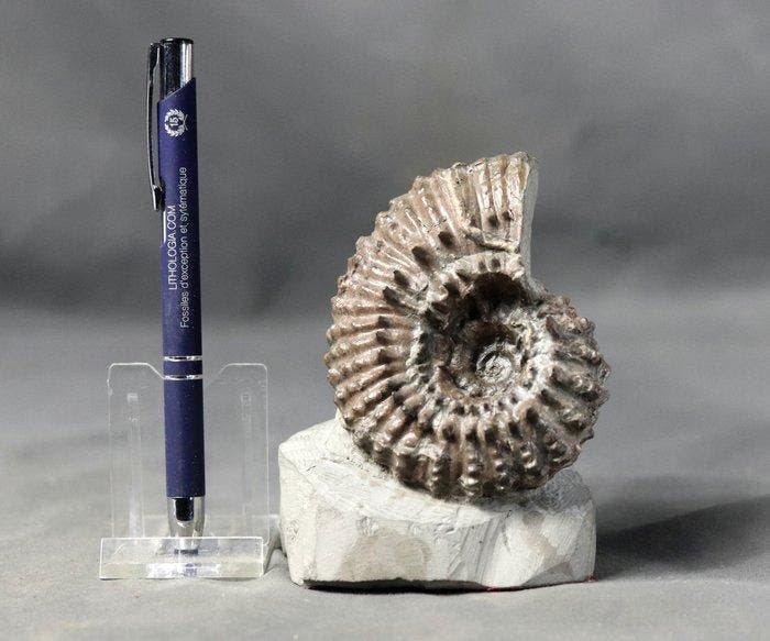 Stekelige, fijne en opvallende ammoniet - - Gefossiliseerd, Collections, Minéraux & Fossiles