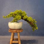 Jeneverbes bonsai (Juniperus) - Hoogte (boom): 13 cm -