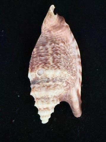 Escargot de mer Coquillage marin - S-183 STROMBUS
