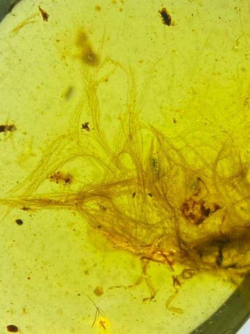 Barnsteen - feather in amber - 10.4 mm - 8.2 mm, Verzamelen, Mineralen en Fossielen