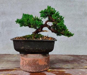 Jeneverbes bonsai (Juniperus) - Hoogte (boom): 15 cm -