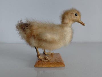 Oude taxidermie vintage – eendje. Duitsland, jaren 70,
