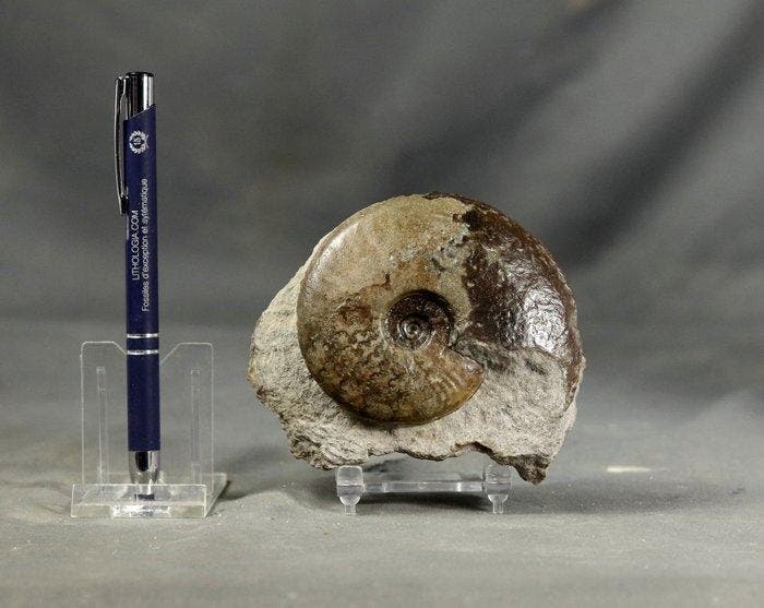 Fijne ammoniet met deels bewaarde schelp - Gefossiliseerd, Verzamelen, Mineralen en Fossielen