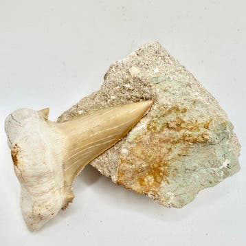 Dent de requin fossilisée Otodus obliquus - Crâne fossile -, Collections