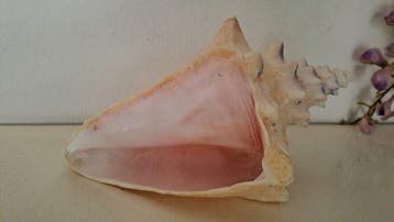 Escargot de mer Coquillage marin - Triplofusus giganteus