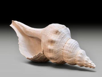 Gastropode - Gefossiliseerde schelp - Triplofusus acmaensis, Verzamelen, Mineralen en Fossielen