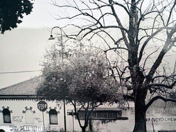 Abbas Gharib - Trees - Alberi