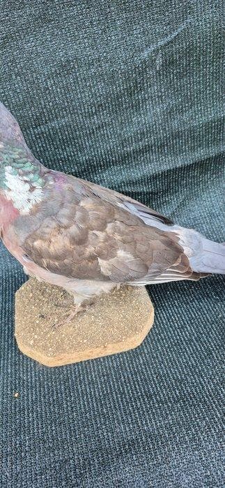 Palombe Taxidermie wandmontage - Columba palumbus - spécimen, Verzamelen, Dierenverzamelingen, Nieuw