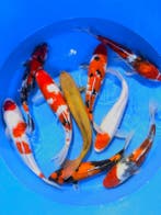 Hirasawa Marusei  32-40 cm (Japanse Koi), Ophalen of Verzenden
