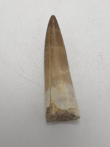 Plésiosaure - Dent fossile - Fossil Tooth of Plesiosaur -