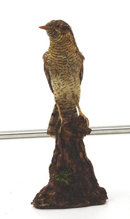 torticolis Taxidermie volledige montage - Jynx torquilla, Verzamelen, Dierenverzamelingen