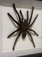 Opgezette Vogelspin in lijst Taxidermie volledige montage -, Nieuw