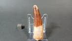 Dinosaurus - Fossiele tand - Spinosaurus sp. - 7.1 cm, Verzamelen