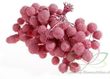 Plataanballetjes Plane Ball Roze Pink zak, Nieuw