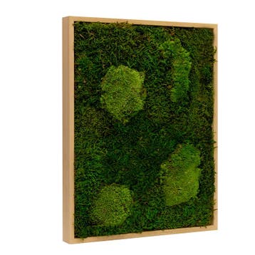 Mosschilderij Lappenmos-Bolmos 30x40 cm Blank Hout - Viborg, Verzenden, Nieuw
