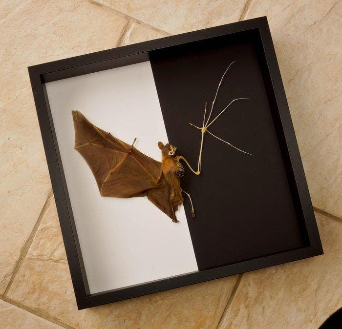 Vleermuis Taxidermie volledige montage - Cynopterus, Antiek en Kunst, Curiosa en Brocante