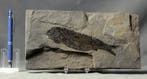 De mooiste fossiele vissen - Op steen - Gefossiliseerd dier