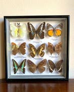 Verzameling van vlinders en Chrysis-kevers. Taxidermie