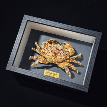 Crabe Support mural pour taxidermie - Zosimus aeneus - 3 cm