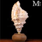Bursidae Schelpen & Ontwerp - Tutufa bubo – De koning van, Verzamelen, Mineralen en Fossielen