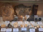Oude fossielenverzameling, ongeveer 20 stuks. - Fossiele, Verzamelen