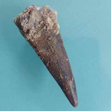 Spinosaurus - Fossiele tand - 52 mm - 20 mm (Zonder