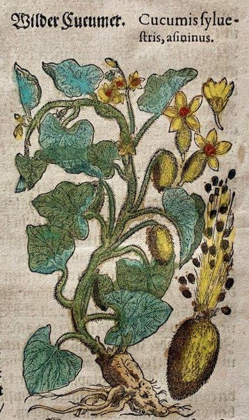Pietro Andrea Mattioli - Kreutterbuch - 1611