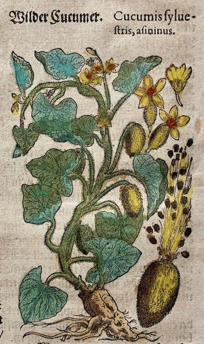 Pietro Andrea Mattioli - Kreutterbuch - 1611, Antiek en Kunst, Antiek | Boeken en Manuscripten